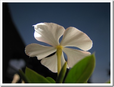 A Flower from Underneath