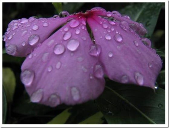 Flower Flower